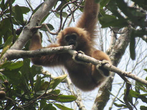 Image of Sumatran lar gibbon