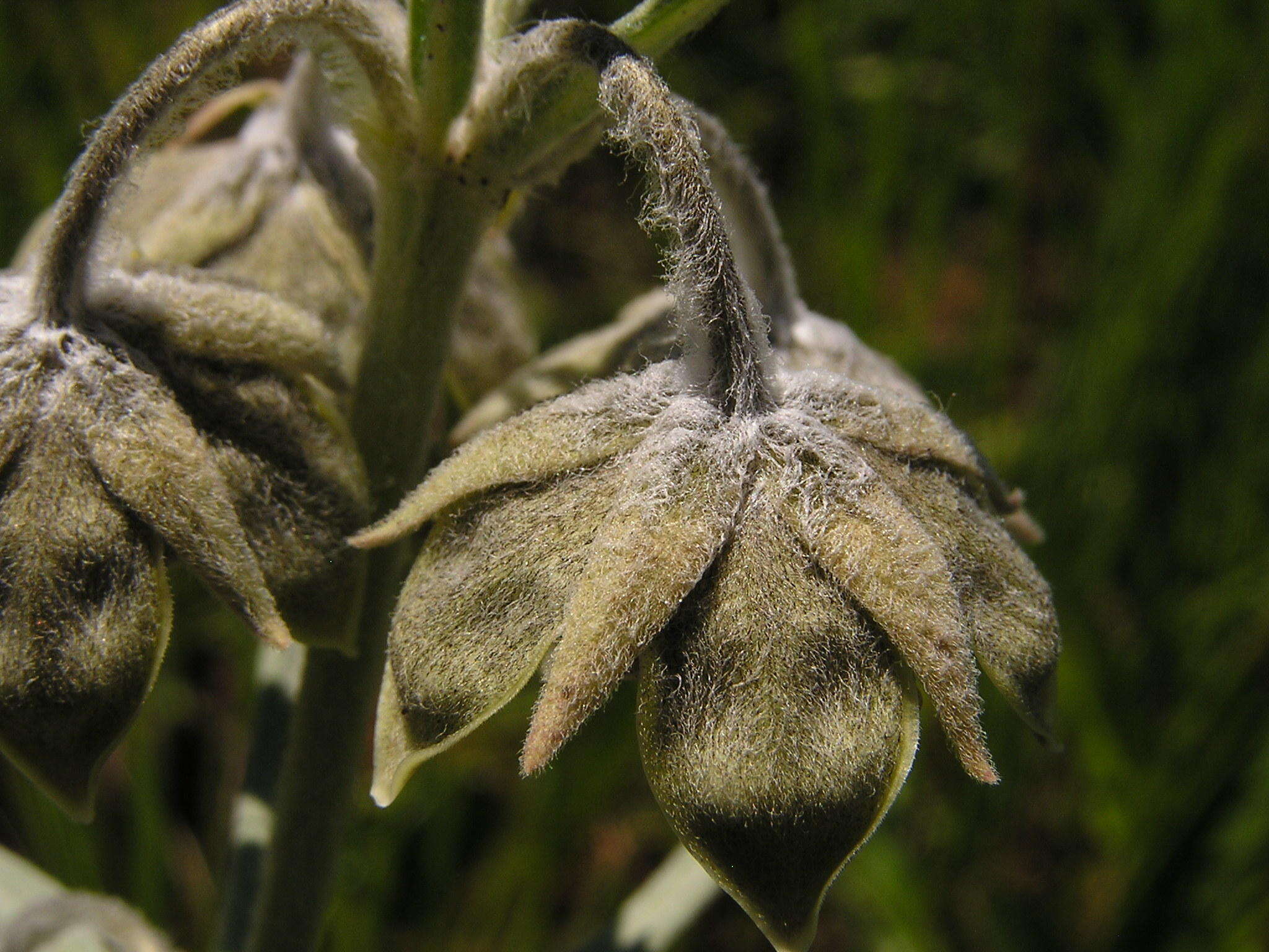 Image of Miraglossum davyi (N. E. Br.) F. K. Kupicha