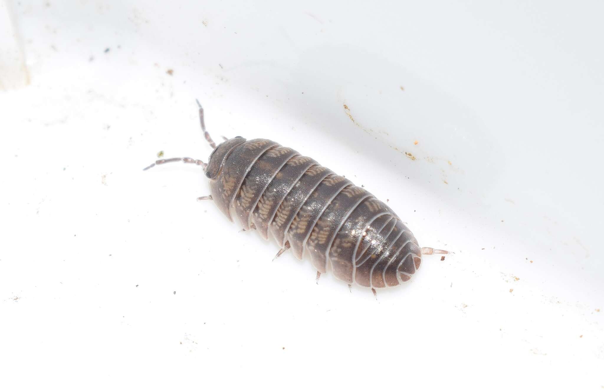 Image of Armadillidium arcangelii Strouhal 1929