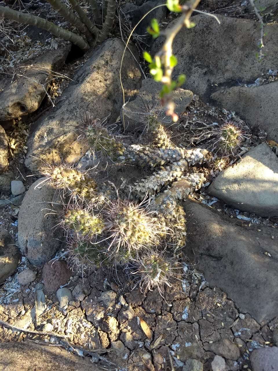 Imagem de Mammillaria poselgeri Hildm.