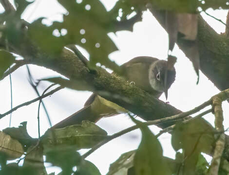 Image of Shelley's Greenbul