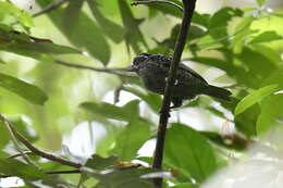 Image of Black-throated Barbet