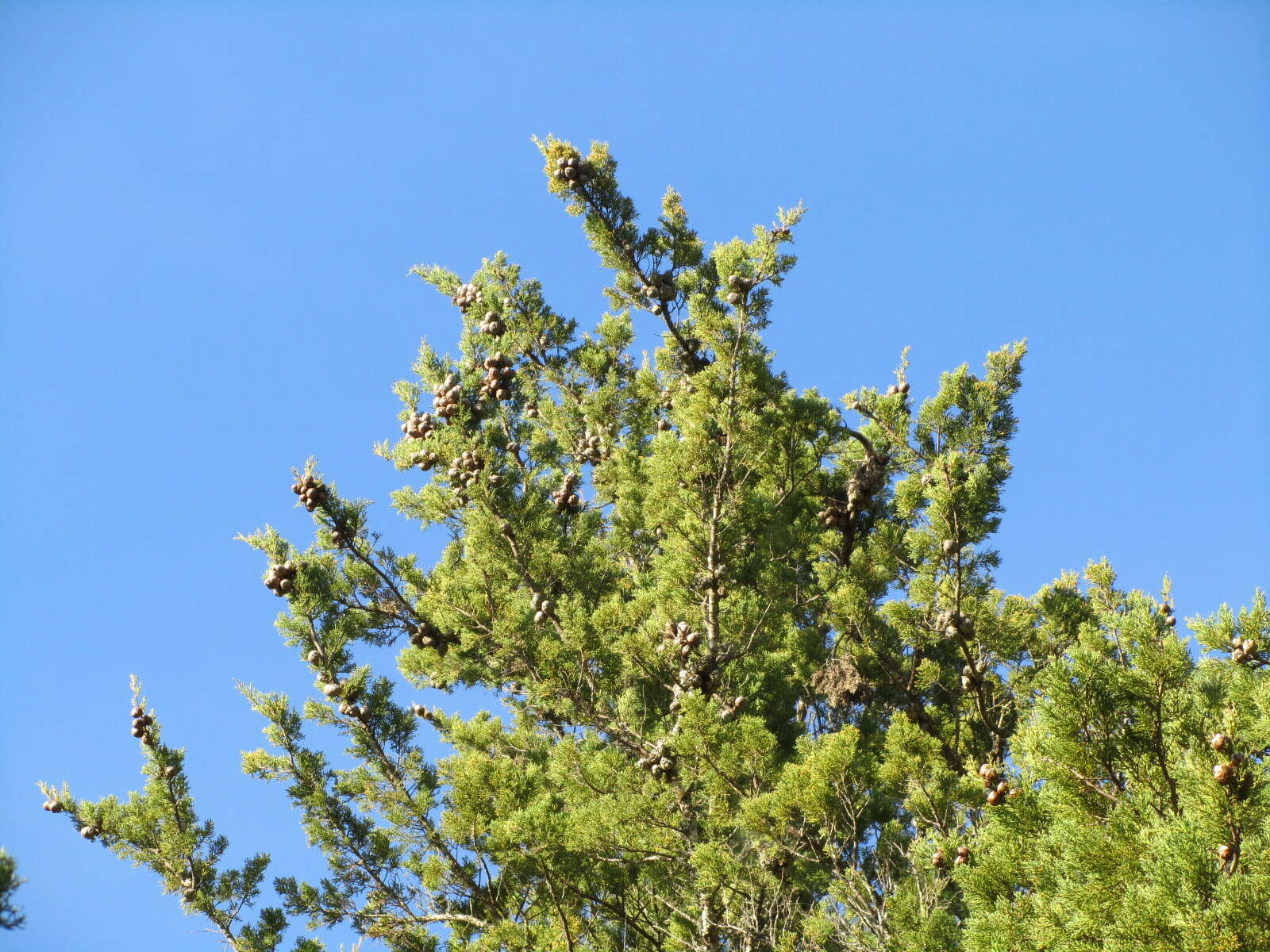 Cupressus goveniana var. abramsiana (C. B. Wolf) Little resmi