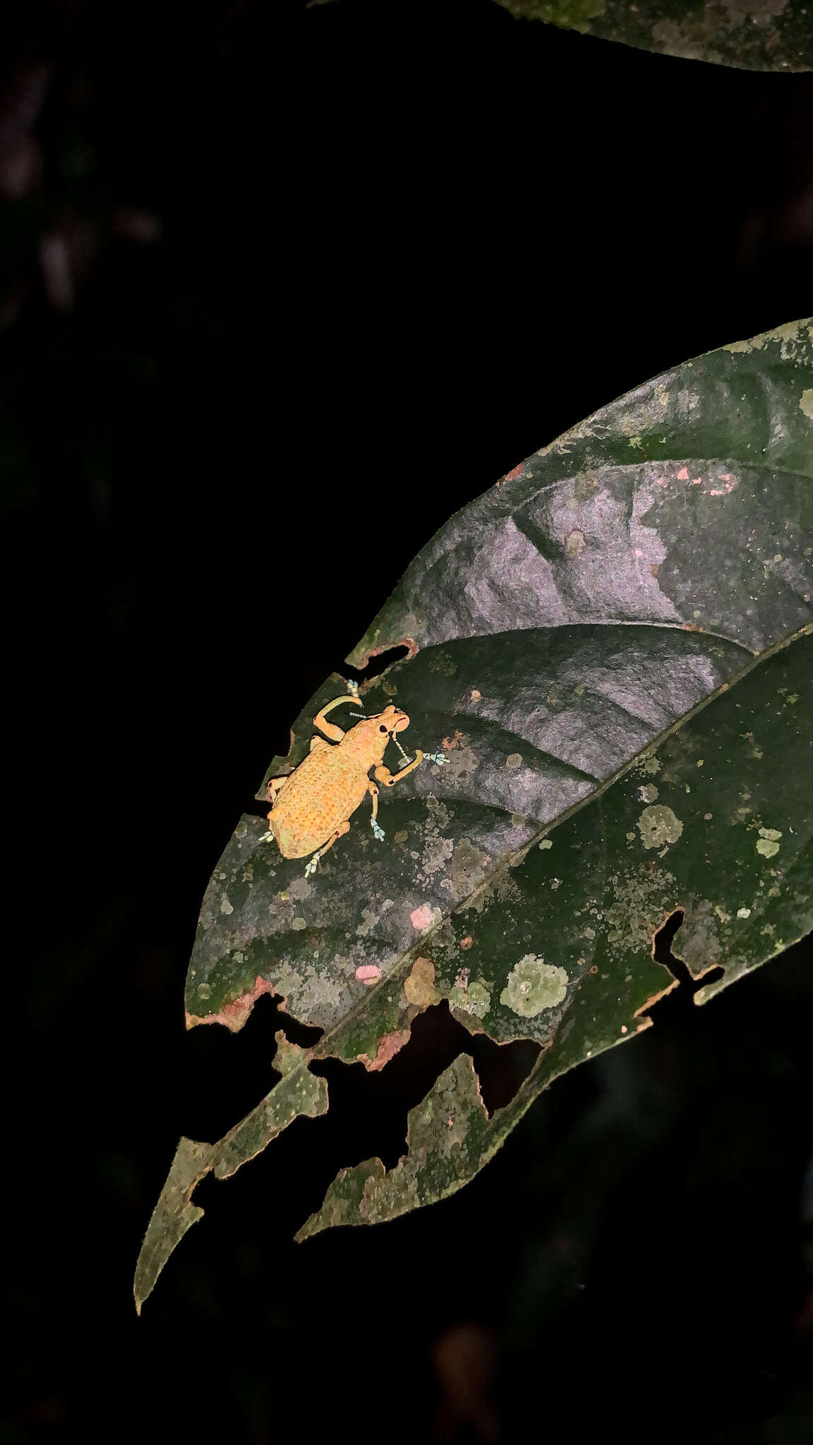 Image of Rhigus speciosus (Linnaeus 1758)