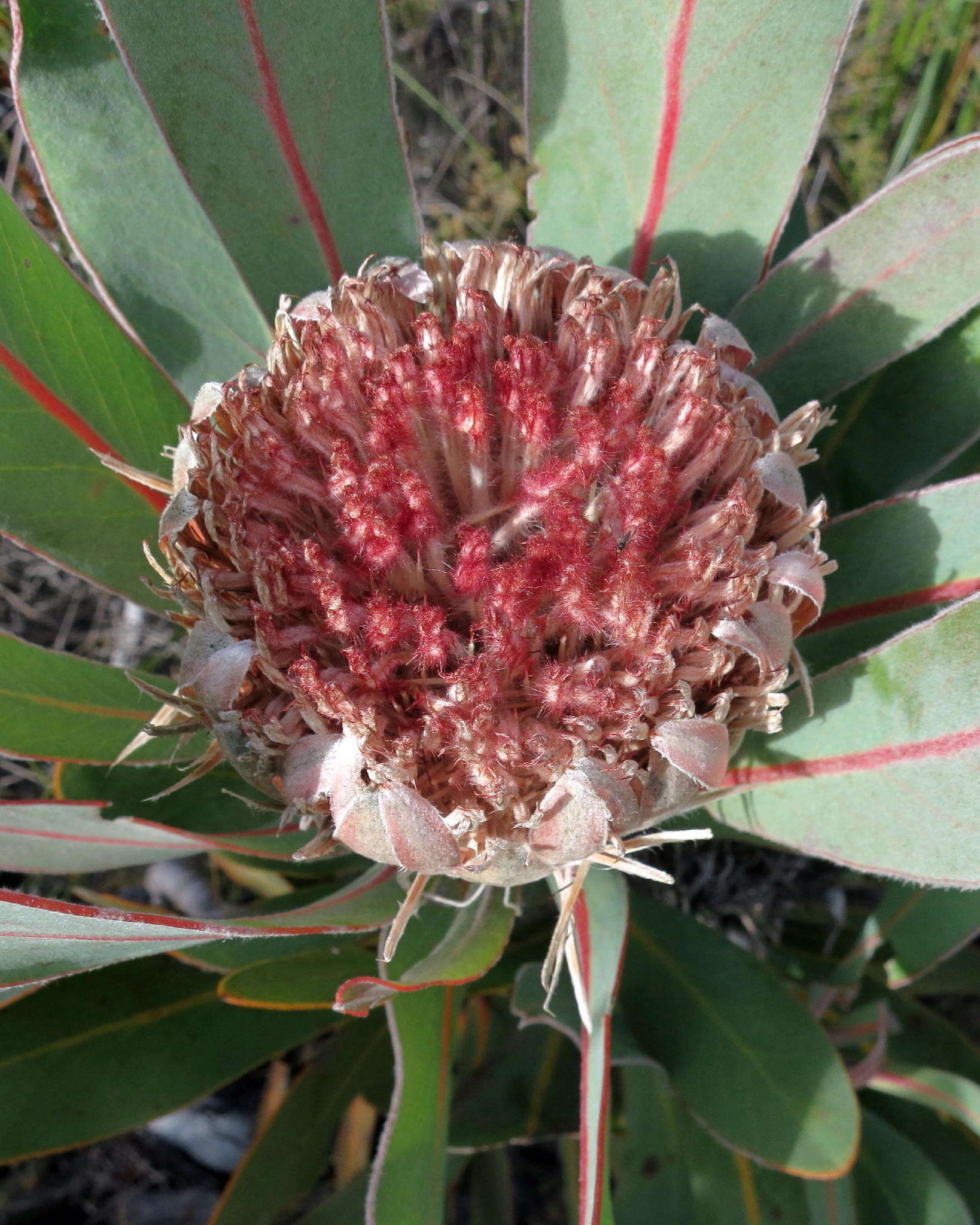 Image of Protea lorifolia (Salisb. ex Knight) Fourc.