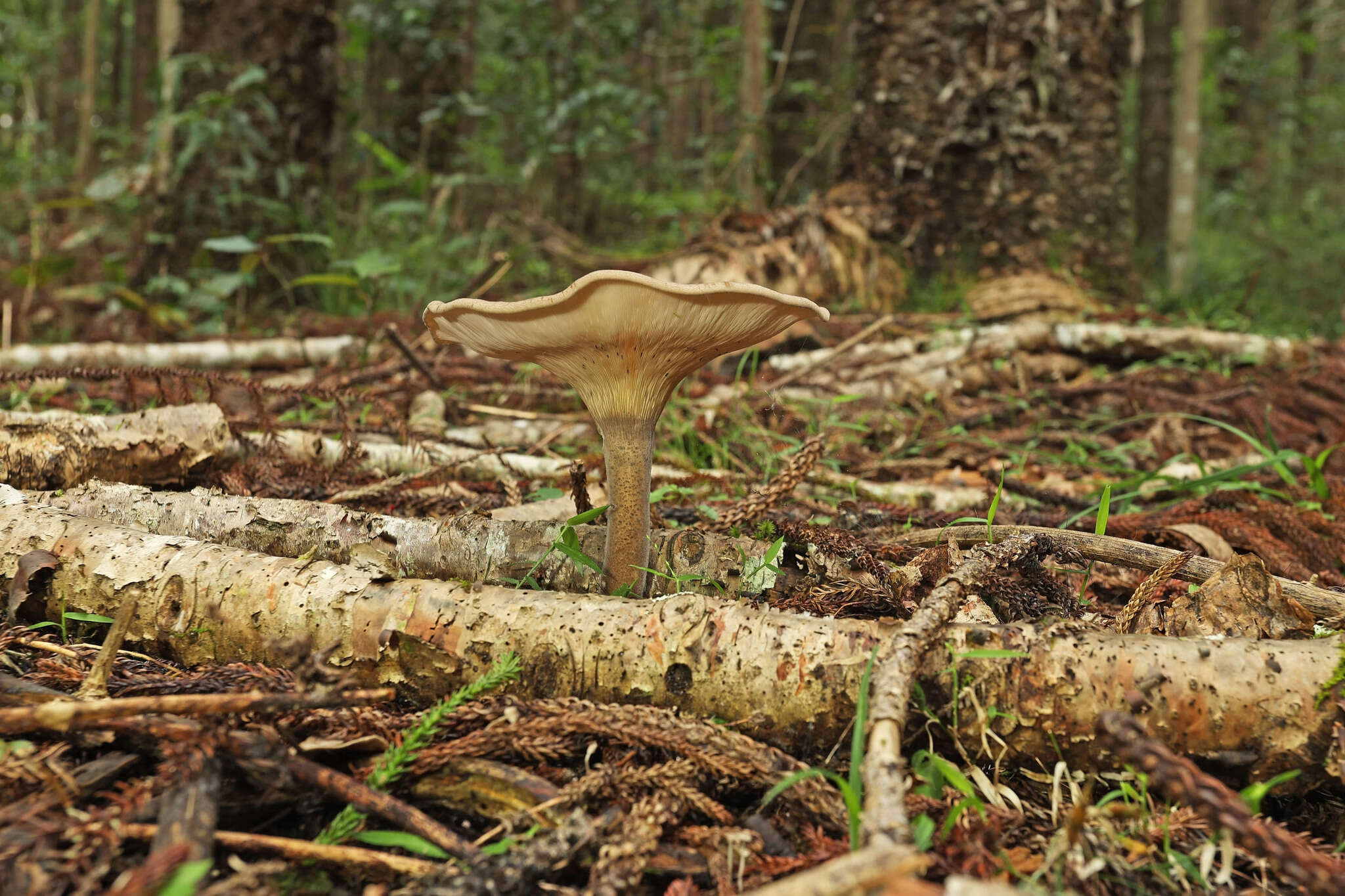 Image de Lentinus tuber-regium (Fr.) Fr. 1836