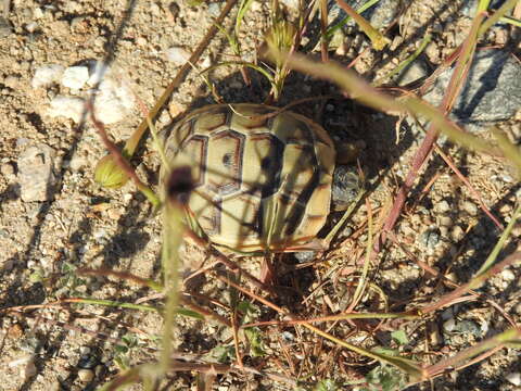 Image of Testudo graeca ibera Pallas 1814