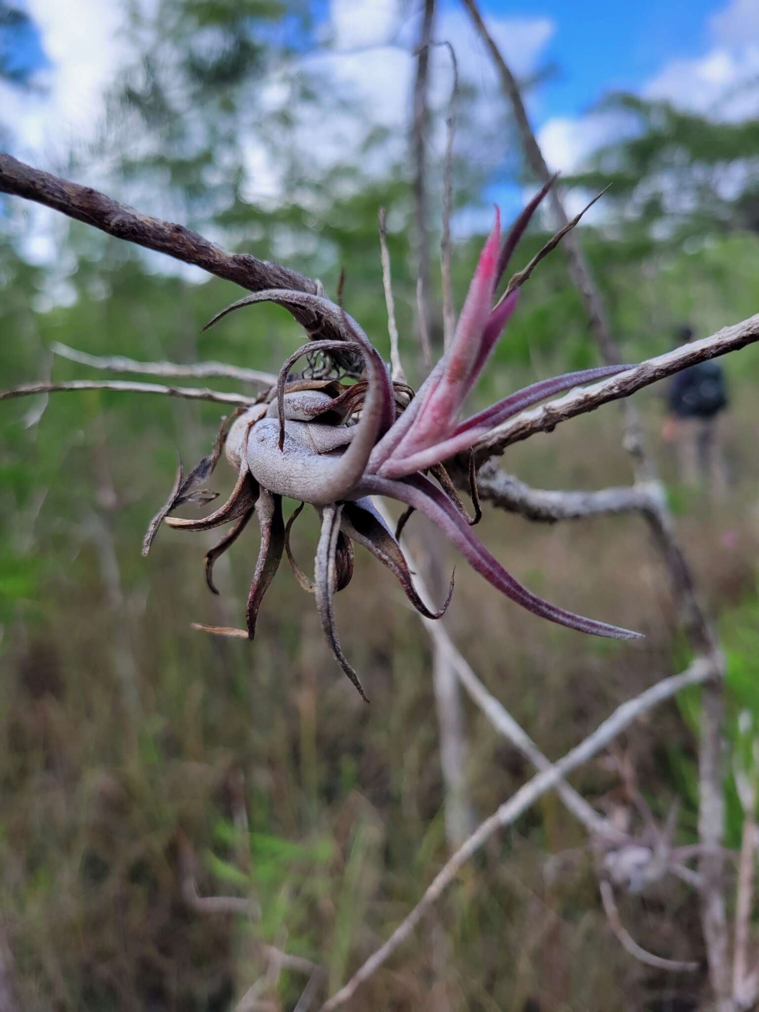 Imagem de Tillandsia paucifolia Baker