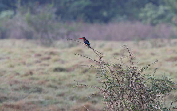 Halcyon cyanoventris (Vieillot 1818) resmi