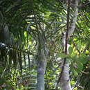 Image of Dypsis ifanadianae Beentje