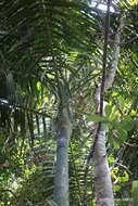 Image of Dypsis ifanadianae Beentje