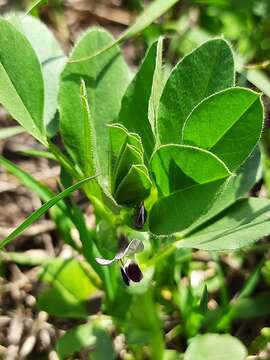 Imagem de Vicia narbonensis L.