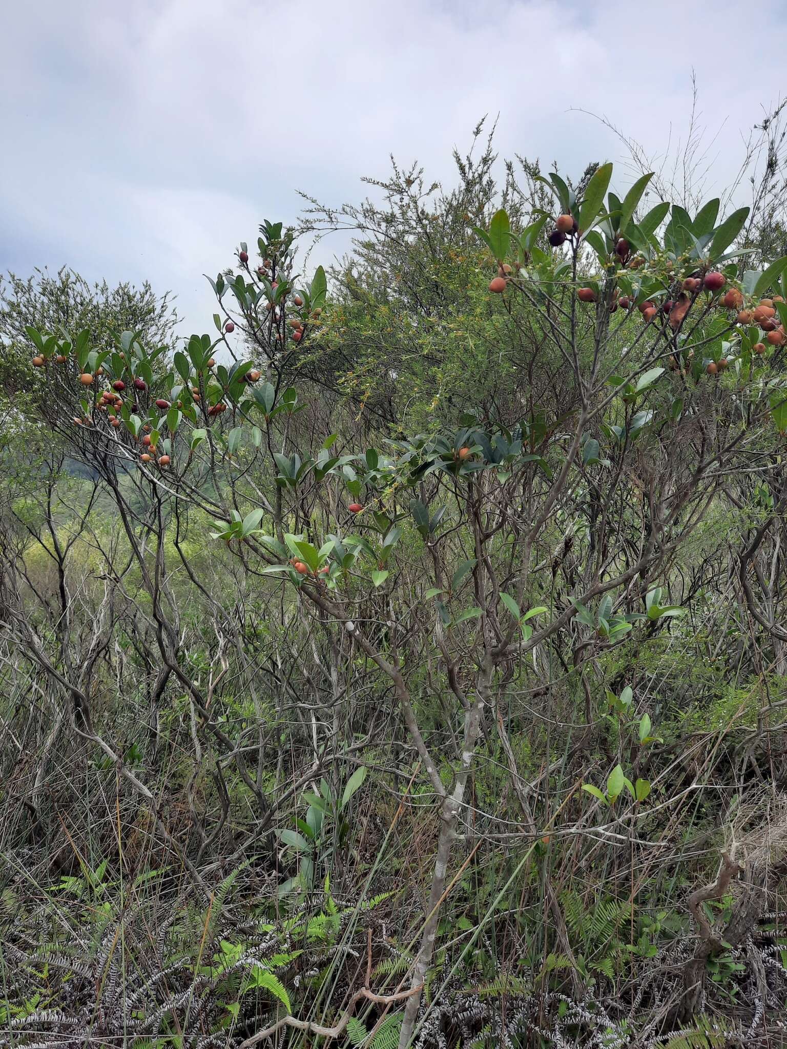 Image of Ficus variolosa Lindl. ex Benth.