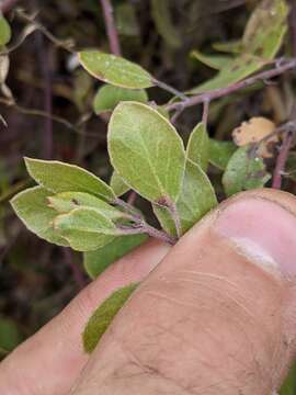 Image of Hooker's manzanita