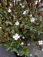 Image of Epilobium alsinoides subsp. atriplicifolium (A. Cunn.) Raven & Engelhorn