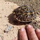 Image of Southern Tent Tortoise