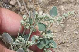 Chenopodium incanum var. occidentale D. J. Crawford的圖片