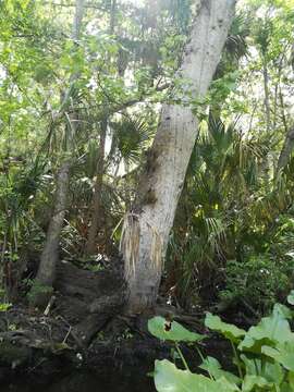 Image of Bartram's airplant