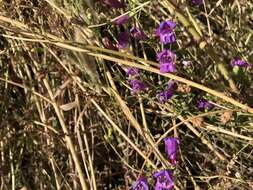 Image of foothill beardtongue