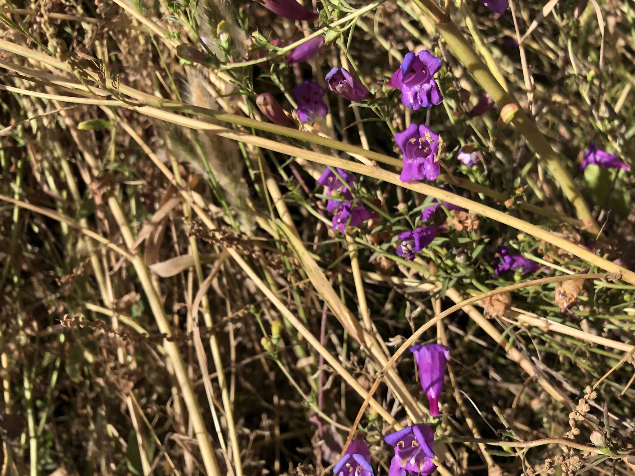 Image of foothill beardtongue