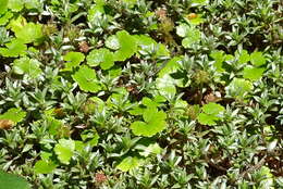 Image of Hydrocotyle microphylla A. Cunn.