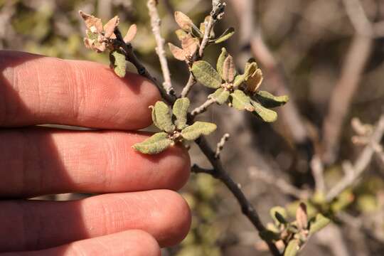 Imagem de Quercus intricata Trel.