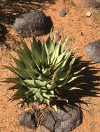 Aloe broomii var. broomii resmi