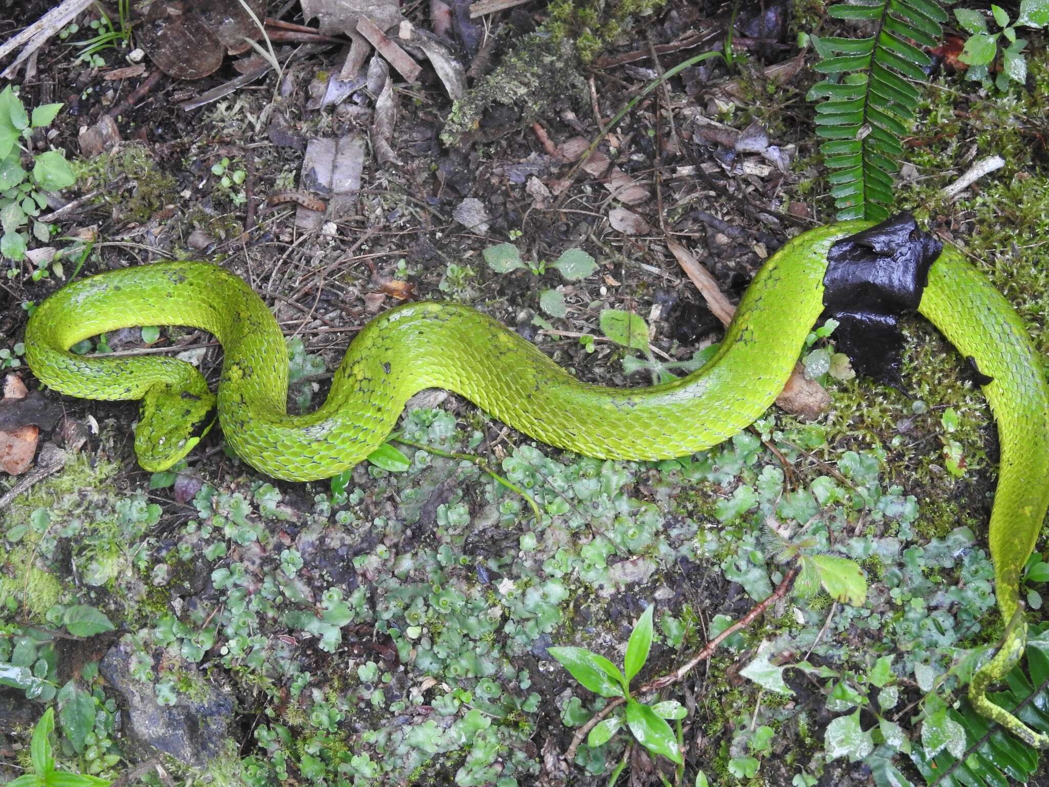 Image of Yellow-blotched Palm Pit Viper