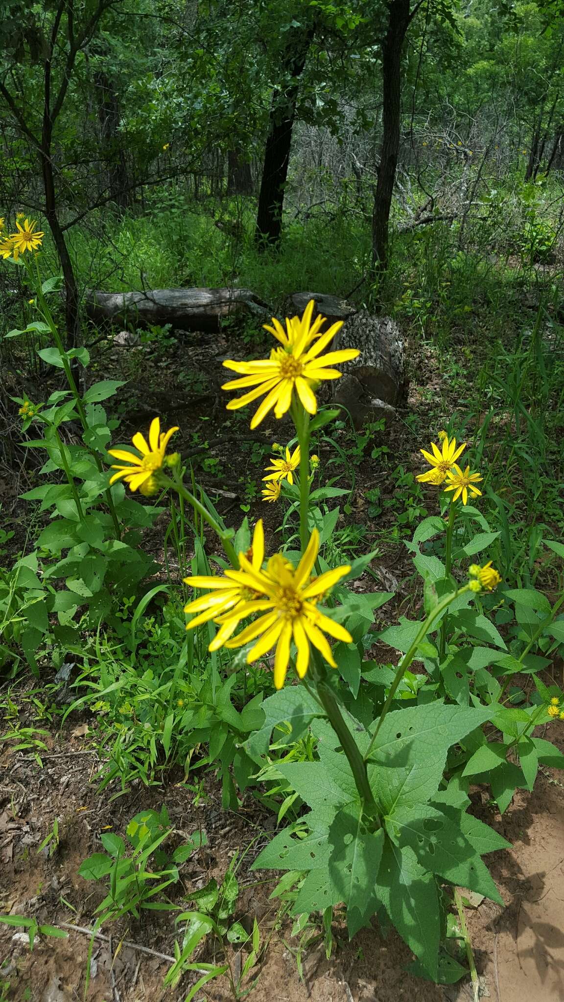 Image de Verbesina helianthoides Michx.