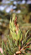 Image of Pineus (Pineodes) pinifoliae (Fitch 1858)