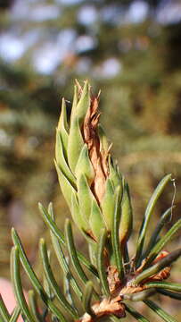 Image of Pineus (Pineodes) pinifoliae (Fitch 1858)