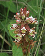 Image de Satyrium sphaerocarpum Lindl.