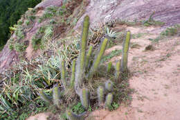 Image of Cleistocactus samaipatanus (Cárdenas) D. R. Hunt