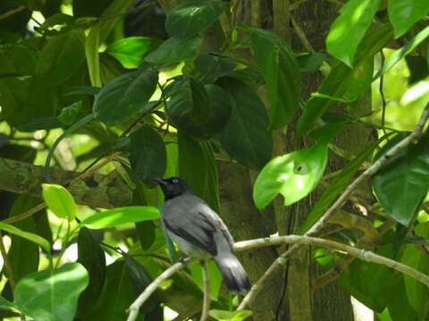 Image of Black-headed Bulbul