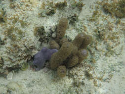 Image of corky sea finger