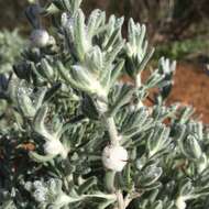 Image of bur-saltbush