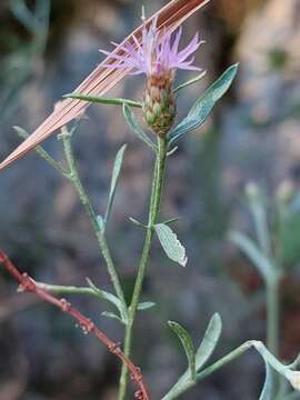 Слика од Centaurea langei Nym.