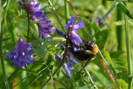 Image of Northern Yellow Bumble Bee