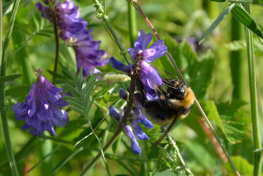 Plancia ëd Bombus distinguendus Morawitz 1869