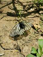 Plancia ëd Parnassius glacialis Butler 1866