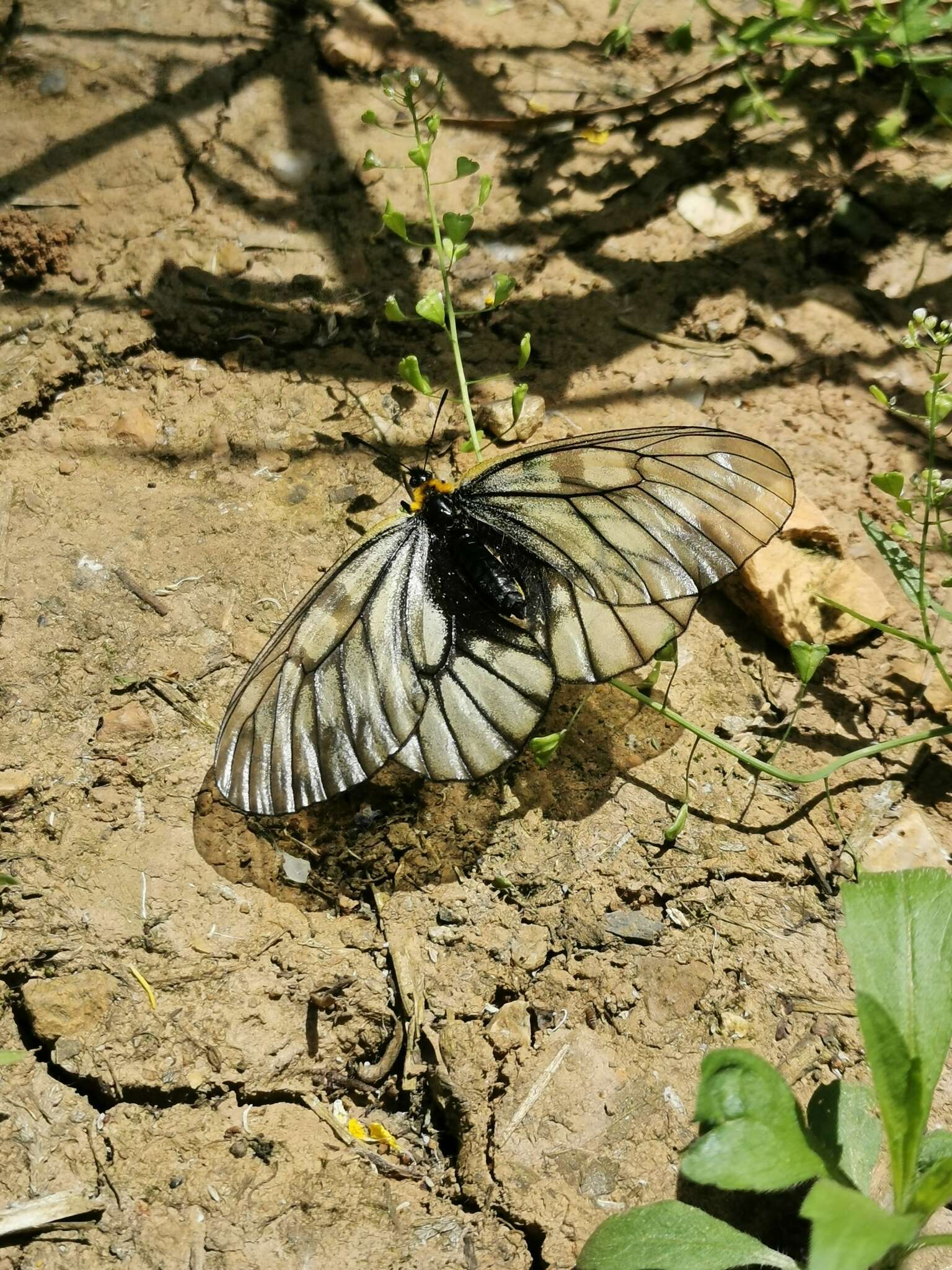 Plancia ëd Parnassius glacialis Butler 1866