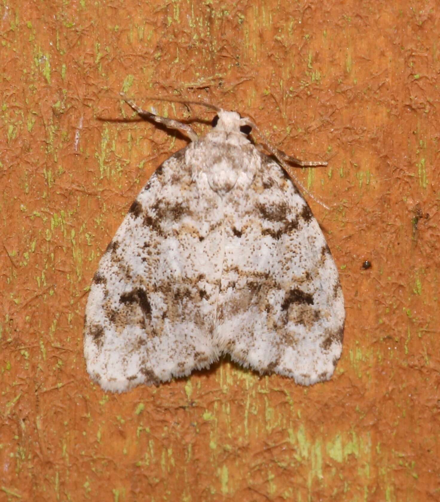 Image of Clemensia ochreata