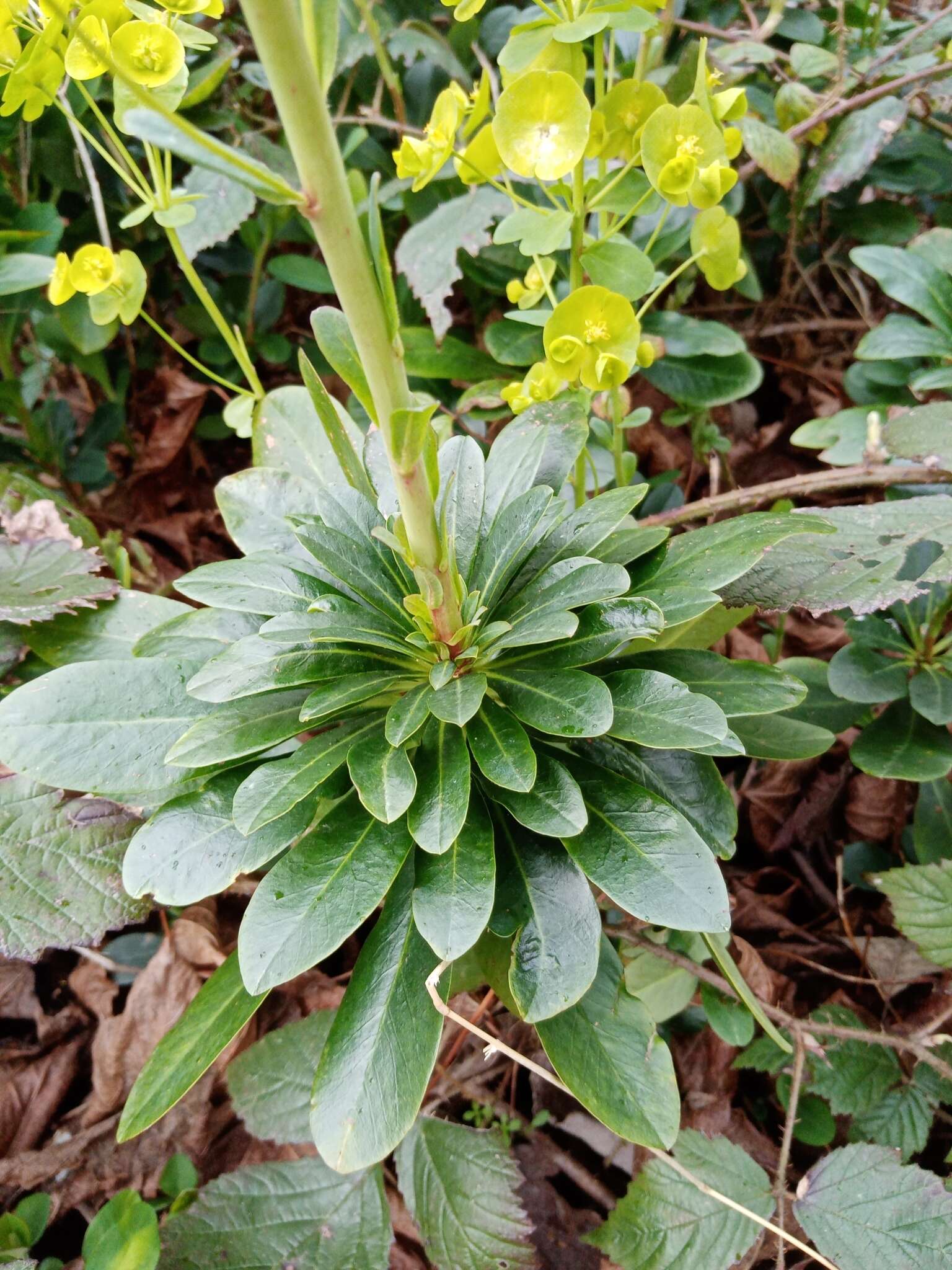 Sivun Euphorbia amygdaloides subsp. robbiae (Turrill) Stace kuva