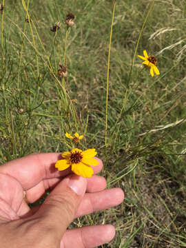 Image de Thelesperma filifolium (Hook.) A. Gray