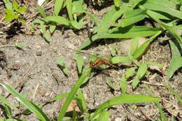 Image of Little Blue Dragonlet