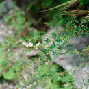 Image de Lespedeza caraganae Bunge