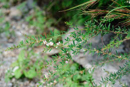 Image de Lespedeza caraganae Bunge