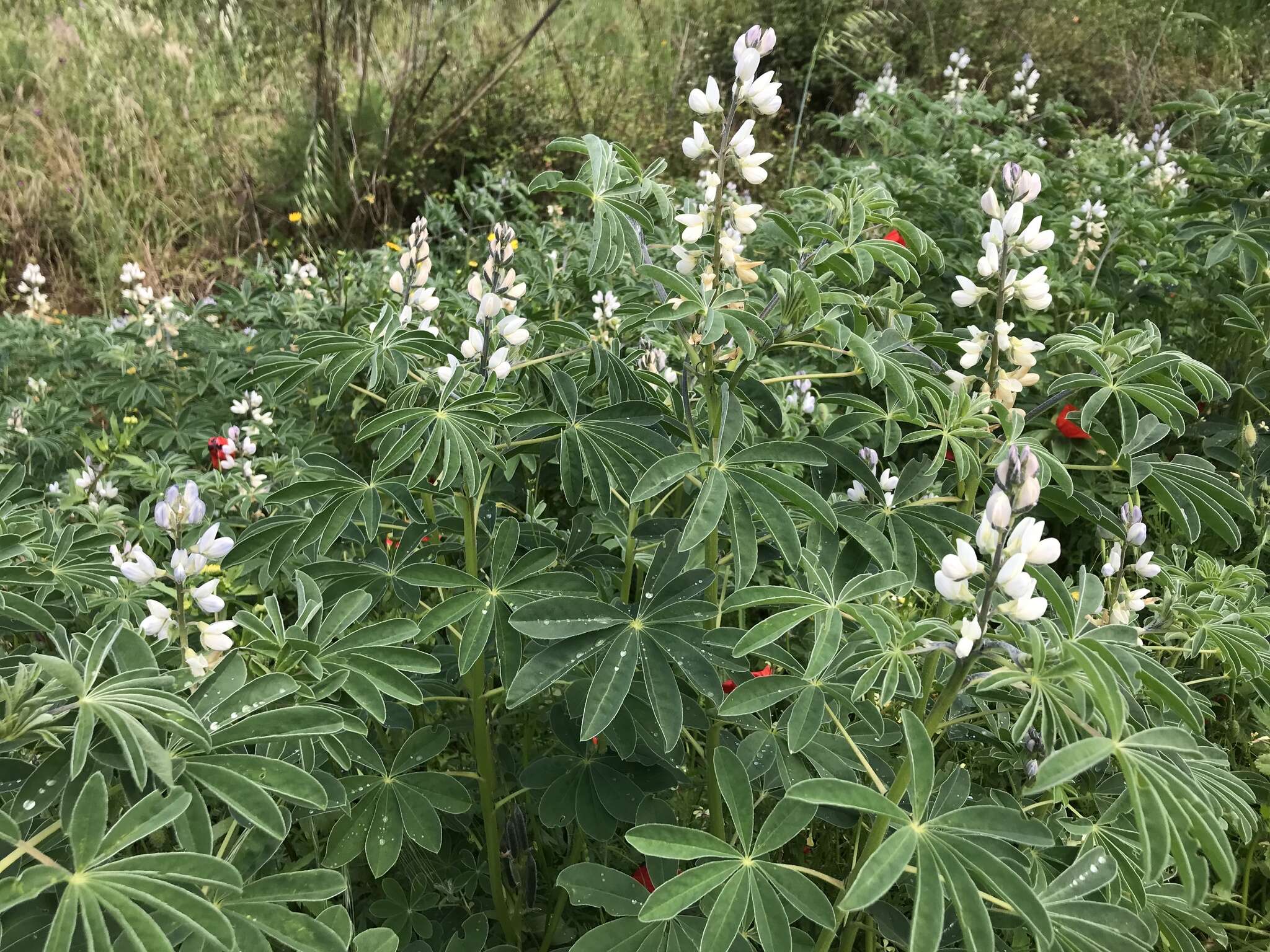 Image of white lupine