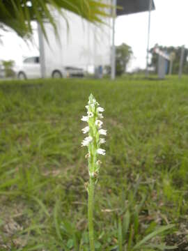 Image of Brachystele guayanensis (Lindl.) Schltr.