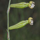 Image of Silene burchellii subsp. modesta J. C. Manning & Goldblatt